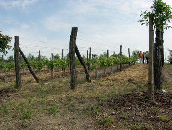 vergr&ouml;&szlig;ern